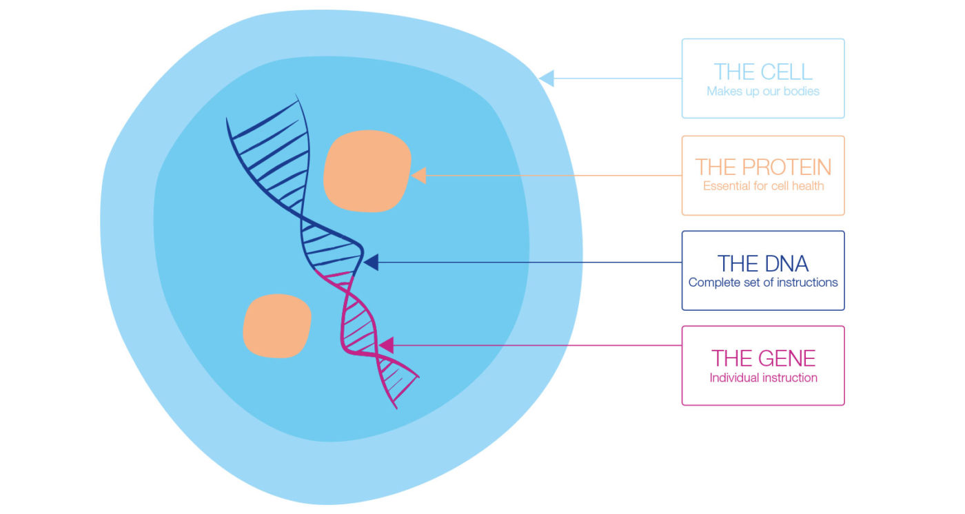 Epigenetics-How-the-cell-works